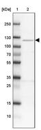 Grid2 Interacting Protein antibody, PA5-60985, Invitrogen Antibodies, Western Blot image 