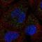Solute Carrier Family 25 Member 17 antibody, PA5-66354, Invitrogen Antibodies, Immunofluorescence image 
