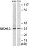 NK6 Homeobox 3 antibody, EKC1615, Boster Biological Technology, Western Blot image 