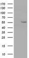 Cytochrome P450 Family 1 Subfamily A Member 2 antibody, TA501197S, Origene, Western Blot image 