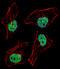 HAP3 antibody, 57-655, ProSci, Immunofluorescence image 