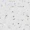 p33 antibody, HPA010592, Atlas Antibodies, Immunohistochemistry frozen image 