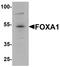 Forkhead Box A1 antibody, LS-B10085, Lifespan Biosciences, Western Blot image 