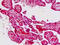 Cadherin 9 antibody, MBS248958, MyBioSource, Immunohistochemistry paraffin image 
