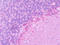 KiSS-1 receptor antibody, TA340627, Origene, Immunohistochemistry frozen image 