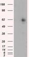 RIC8 Guanine Nucleotide Exchange Factor A antibody, NBP2-02433, Novus Biologicals, Western Blot image 