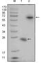 R-Spondin 1 antibody, MA5-15489, Invitrogen Antibodies, Western Blot image 