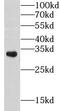 Golgi Phosphoprotein 3 antibody, FNab03561, FineTest, Western Blot image 