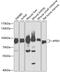 Acylaminoacyl-Peptide Hydrolase antibody, 15-005, ProSci, Western Blot image 