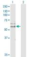 Cell Division Cycle 14B antibody, H00008555-D01P, Novus Biologicals, Western Blot image 