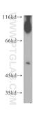 Phosphatidylcholine:ceramide cholinephosphotransferase 1 antibody, 19050-1-AP, Proteintech Group, Western Blot image 