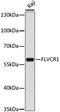 Feline Leukemia Virus Subgroup C Cellular Receptor 1 antibody, LS-C750126, Lifespan Biosciences, Western Blot image 