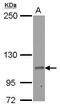 Ras And Rab Interactor 2 antibody, PA5-30882, Invitrogen Antibodies, Western Blot image 
