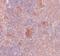 Solute Carrier Family 37 Member 2 antibody, A11124, Boster Biological Technology, Immunohistochemistry paraffin image 