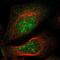 Membrane Integral NOTCH2 Associated Receptor 2 antibody, NBP2-14486, Novus Biologicals, Immunofluorescence image 