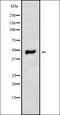 Mitochondrial Ribosomal Protein S31 antibody, orb337894, Biorbyt, Western Blot image 