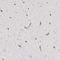 Neurite Extension And Migration Factor antibody, NBP2-14156, Novus Biologicals, Immunohistochemistry frozen image 