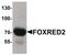 FAD-dependent oxidoreductase domain-containing protein 2 antibody, PA5-34345, Invitrogen Antibodies, Western Blot image 