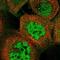 KIAA1324 Like antibody, NBP1-94056, Novus Biologicals, Immunofluorescence image 