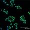 Mitogen-Activated Protein Kinase Kinase 1 antibody, orb88794, Biorbyt, Immunocytochemistry image 