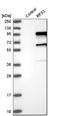 Regulatory Factor X3 antibody, HPA035689, Atlas Antibodies, Western Blot image 