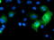 Mitogen-Activated Protein Kinase 7 antibody, LS-C785443, Lifespan Biosciences, Immunofluorescence image 
