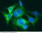 Serum amyloid A-4 protein antibody, 11311-R001, Sino Biological, Immunohistochemistry frozen image 