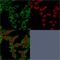 Spectrin Beta, Non-Erythrocytic 2 antibody, GTX35090, GeneTex, Immunofluorescence image 