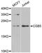 Choriogonadotropin subunit beta antibody, abx004973, Abbexa, Western Blot image 