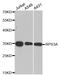 40S ribosomal protein S3a antibody, MBS2524874, MyBioSource, Western Blot image 