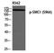Structural Maintenance Of Chromosomes 1A antibody, PA5-40249, Invitrogen Antibodies, Western Blot image 