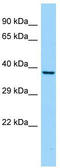 CREB/ATF BZIP Transcription Factor antibody, TA342407, Origene, Western Blot image 