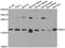 Sorting Nexin 3 antibody, orb248032, Biorbyt, Western Blot image 