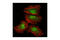 Proteasome Subunit Alpha 2 antibody, 2455S, Cell Signaling Technology, Immunocytochemistry image 