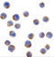 Insulin Receptor Substrate 1 antibody, 3521, ProSci Inc, Immunocytochemistry image 