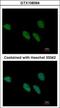 REX4 Homolog, 3'-5' Exonuclease antibody, GTX108364, GeneTex, Immunocytochemistry image 