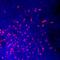 Forkhead box protein J1 antibody, AF3619, R&D Systems, Immunofluorescence image 