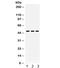Coagulation Factor III, Tissue Factor antibody, R31962, NSJ Bioreagents, Western Blot image 