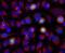 Aurora A antibody, NBP2-50043, Novus Biologicals, Immunofluorescence image 