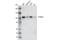 YTH Domain Containing 1 antibody, 87459S, Cell Signaling Technology, Western Blot image 