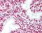Myocardial Zonula Adherens Protein antibody, orb95602, Biorbyt, Immunohistochemistry paraffin image 