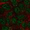 Semaphorin-4A antibody, HPA069136, Atlas Antibodies, Immunocytochemistry image 