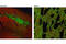 Protein Tyrosine Phosphatase Non-Receptor Type 5 antibody, 5659P, Cell Signaling Technology, Immunofluorescence image 