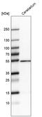 Zinc Finger Protein 692 antibody, HPA062792, Atlas Antibodies, Western Blot image 