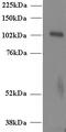 Unc-13 Homolog D antibody, PA5-18281, Invitrogen Antibodies, Western Blot image 