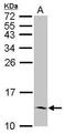 Inhibitor Of DNA Binding 2 antibody, GTX109113, GeneTex, Western Blot image 