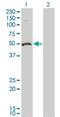 Ornithine Decarboxylase 1 antibody, ab66067, Abcam, Western Blot image 