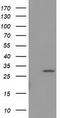 Bridging Integrator 3 antibody, TA501966S, Origene, Western Blot image 