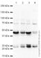 RAB11A, Member RAS Oncogene Family antibody, ab65200, Abcam, Western Blot image 