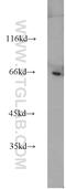 Peptidylprolyl Isomerase Domain And WD Repeat Containing 1 antibody, 17106-1-AP, Proteintech Group, Western Blot image 